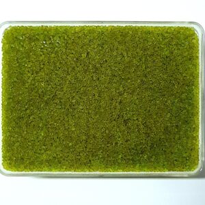 TOBIKO GREEN WASABI - 調味魚子 绿 500G