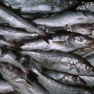 HAKE HUBSI HGT IWP 500-800g SEA FROZEN 无须鳕鱼