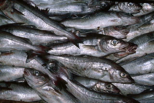 HAKE HUBSI HGT IWP 500-800g SEA FROZEN 无须鳕鱼