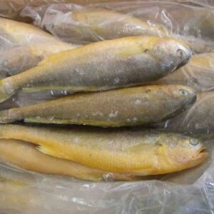 YELLOW CROAKER GUTTED SCALED 800-1200G 黄花鱼